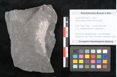 Foto (Objekt + Etikett) von Asterocarpus meriani Brongniart (NHMW-GEO-2024-0188-10610)